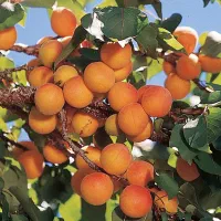 بهترین نهال های میوه و گردو ضمانت دار|خدمات باغبانی و درختکاری|سیرجان, |دیوار