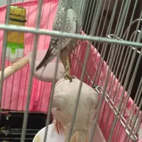 جوجه عروس هلندی|پرنده|رضوانشهر, |دیوار