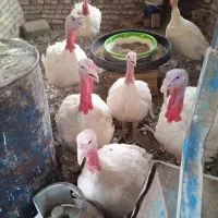 بوقلمون تخم گذار