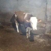 گوساله نرمونت بیلیارد