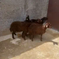 پنج راس بره نر جنس عالی