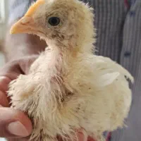 واکسن خورده سی و پنج روزه هست