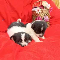 واگذاری توله سگ پاکوتاه بصورت رایگان|سگ|تبریز, |دیوار