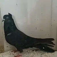 کبوتر نر سیاه اصفهانی بازی کن