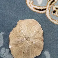 فسیل گل