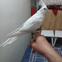 عروس هلندی جفت