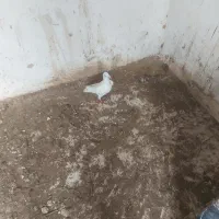 تعدادی کبوتر