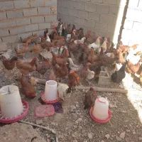 سلام مرغ تخمی|حیوانات مزرعه|تایباد, |دیوار