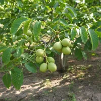 خرید نهال گردو با تخفیف استثنایی فقط این هفته.|گل و گیاه طبیعی|شهرکرد, |دیوار