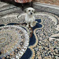 سگ  خونگی واکسن زده|سگ|خرم‌آباد, |دیوار