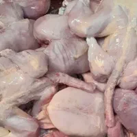 مرغ تلفاتی غذای سگ و گربه