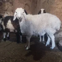 فروش بره نر چاق  محلی سفید