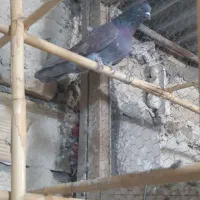 کفتر|پرنده|کاشان, کارگر|دیوار