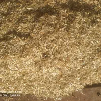 اسب قوی وخیلی چابک سرحال با کاه دسته گندم|اسب و تجهیزات اسبسواری|گلی داغ, |دیوار