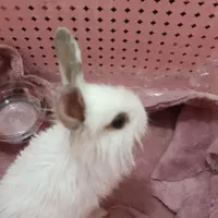 خرگوش پرورشی