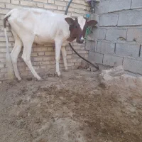 گوساله|حیوانات مزرعه|اهواز, الهائی|دیوار