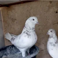 کود کبوتر مخصوص باغ