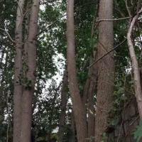 فروش درخت ۱۵ ساله صنوبر|گل و گیاه طبیعی|رودبنه, |دیوار