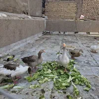 فروش غاز و اردک