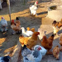 تخم نطفه دار و جوجه برهما|حیوانات مزرعه|قائم‌شهر, |دیوار