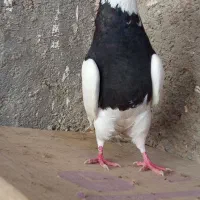 طوقی سیاه ماده تنظیم ۴۵۰|پرنده|خورموج, |دیوار