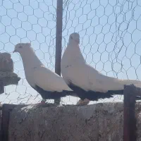 کفتر‌دمبی|پرنده|مرودشت, تخت جمشید|دیوار