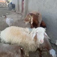 فروش چند عدد قوچ وبره قوچ