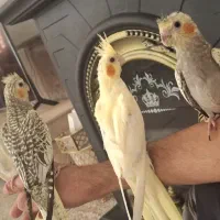 فروش جوجه عروس هلندی دستی