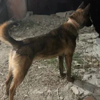 واگذاری مالینویز نر