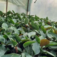 گل های آپارتمانی شامادورا. پتوس .آگلونما و..|گل و گیاه طبیعی|چاف و چمخاله, |دیوار