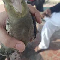 عروس هلندی گم شده|حیوانات|آبادان, |دیوار