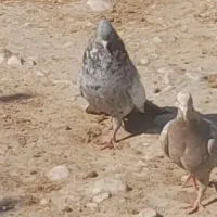 سینه سرور|پرنده|شیراز, شهرک صنعتی شیراز|دیوار