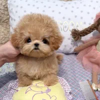 سگ عروسکی|سگ|قزوین, |دیوار