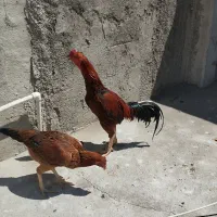 مرغ و خروس لاری