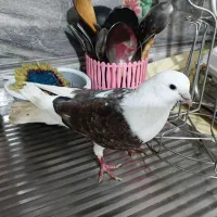 کبوترگرفتنی