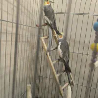 عروس هلندی سخنگو با قفس|پرنده|ری, دیلمان|دیوار