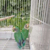 کوتوله برزیلی و مرغ عشق|پرنده|فسا, |دیوار