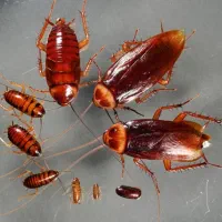 سمپاشی تضمینی حشرات و جوندگان ساختمانی/شرکت پسما