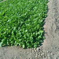 سبزی پالک|خوردنی و آشامیدنی|ایرانشهر, |دیوار