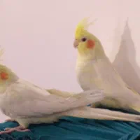 عروس هلندی لوتینو|پرنده|قم, شهرک امام حسین|دیوار