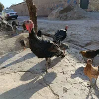 بوقلمون