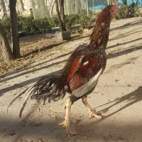 سلام خروس لاری|حیوانات مزرعه|هشتگرد, تهران دشت|دیوار