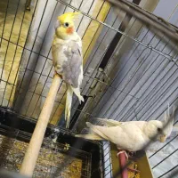 جفت عروس هلندی