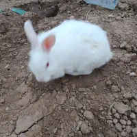 یک جفت خرگوش