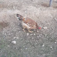 تخم مرغ نطفه دار|حیوانات مزرعه|اردبیل, |دیوار