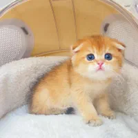 شهر گربه‌ میوهاپ(پرشین/بریتیش/اسکاتیش)|گربه|مشهد, سجاد شهر|دیوار