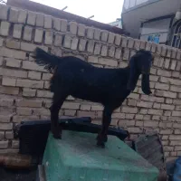 ماده بز