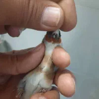 سره قناری نشون دارو عتیقه|پرنده|ری, ولی آباد|دیوار