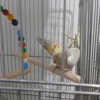 طوطی عروس هلندی|پرنده|الوند, |دیوار