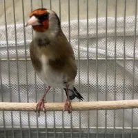 سهره داغسر طوق دار